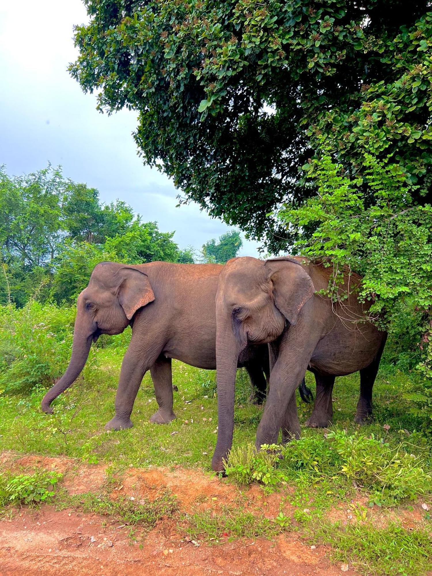 The Jungle Pearl Hotel Udawalawe Bagian luar foto